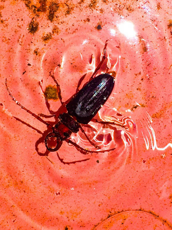 lomastro luciano fotografía